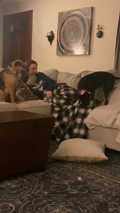 Enlarge Sash , an adopted mixed breed in Lunenburg , MA video 5/5