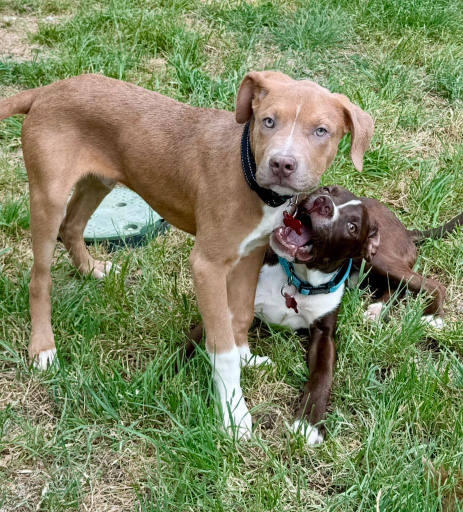 Enlarge Storrie, a Adoptable Pit Bull Terrier in Austin, TX image 1/5