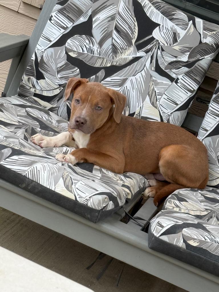 Enlarge Storrie, a Adoptable Pit Bull Terrier in Austin, TX image 1/3