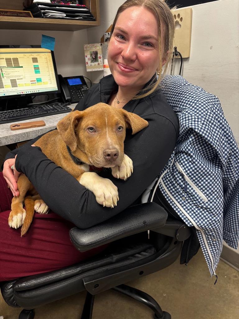 Enlarge Storrie, a Adoptable Pit Bull Terrier in Austin, TX image 3/5