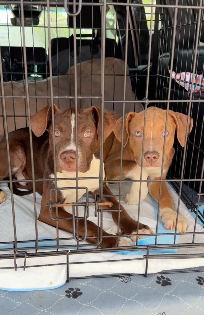 Enlarge Storrie, a Adoptable Pit Bull Terrier in Austin, TX image 2/3