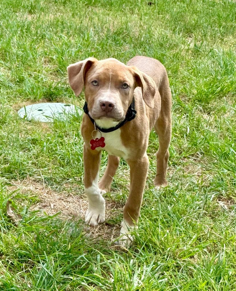Enlarge Storrie, a Adoptable Pit Bull Terrier in Austin, TX image 4/5