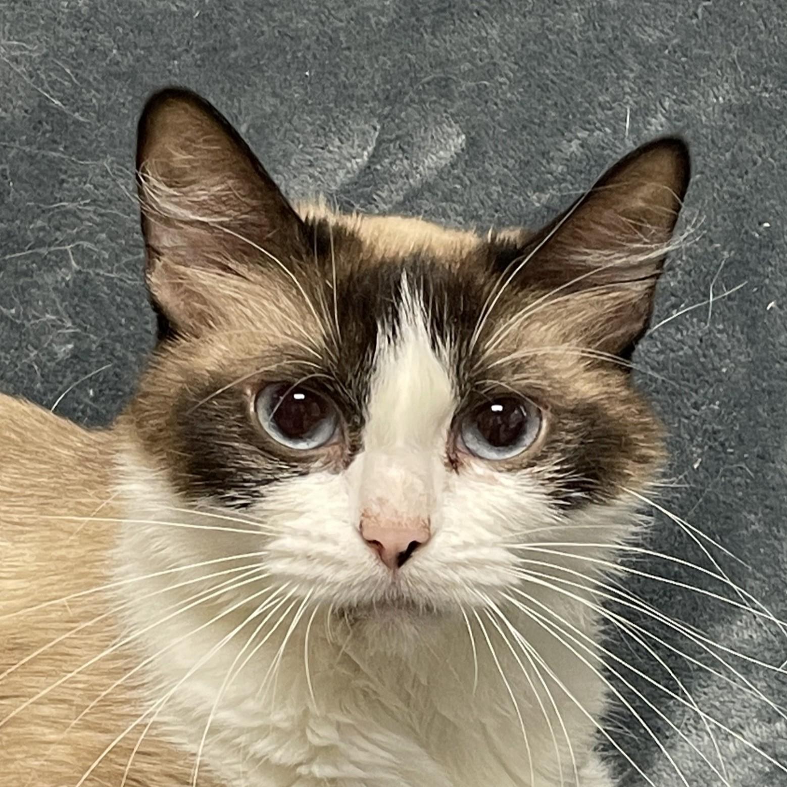 Sydney, Adult Female Domestic Long Hair