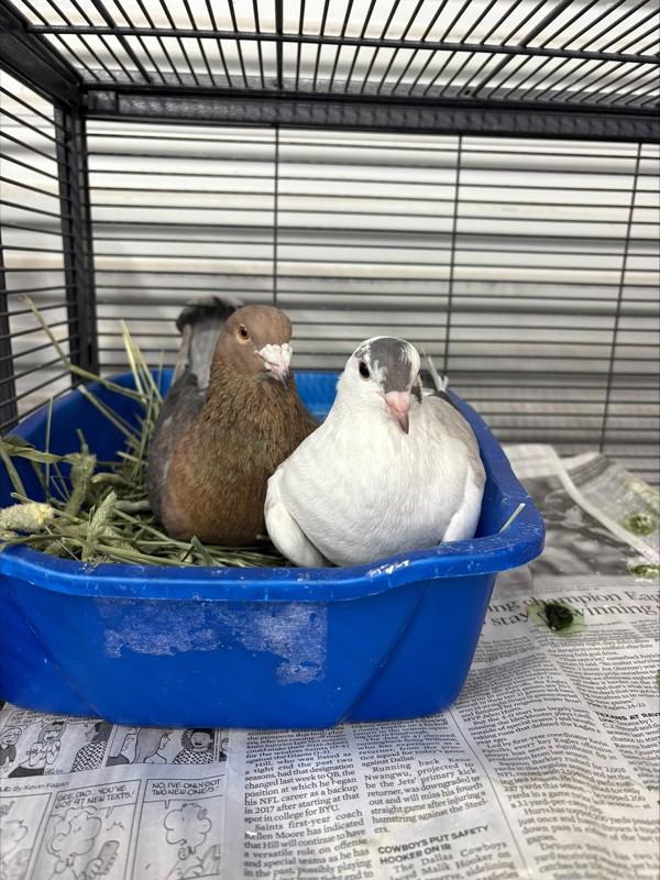 Adrian, Adoptable, Young Female Pigeon.