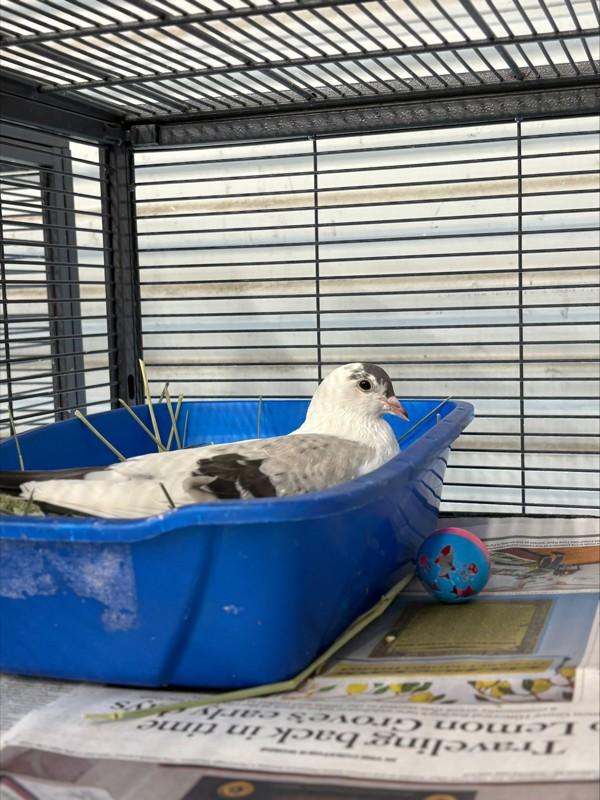 Enlarge Adrian, a Adoptable mixed breed in San Diego, CA image 3/4