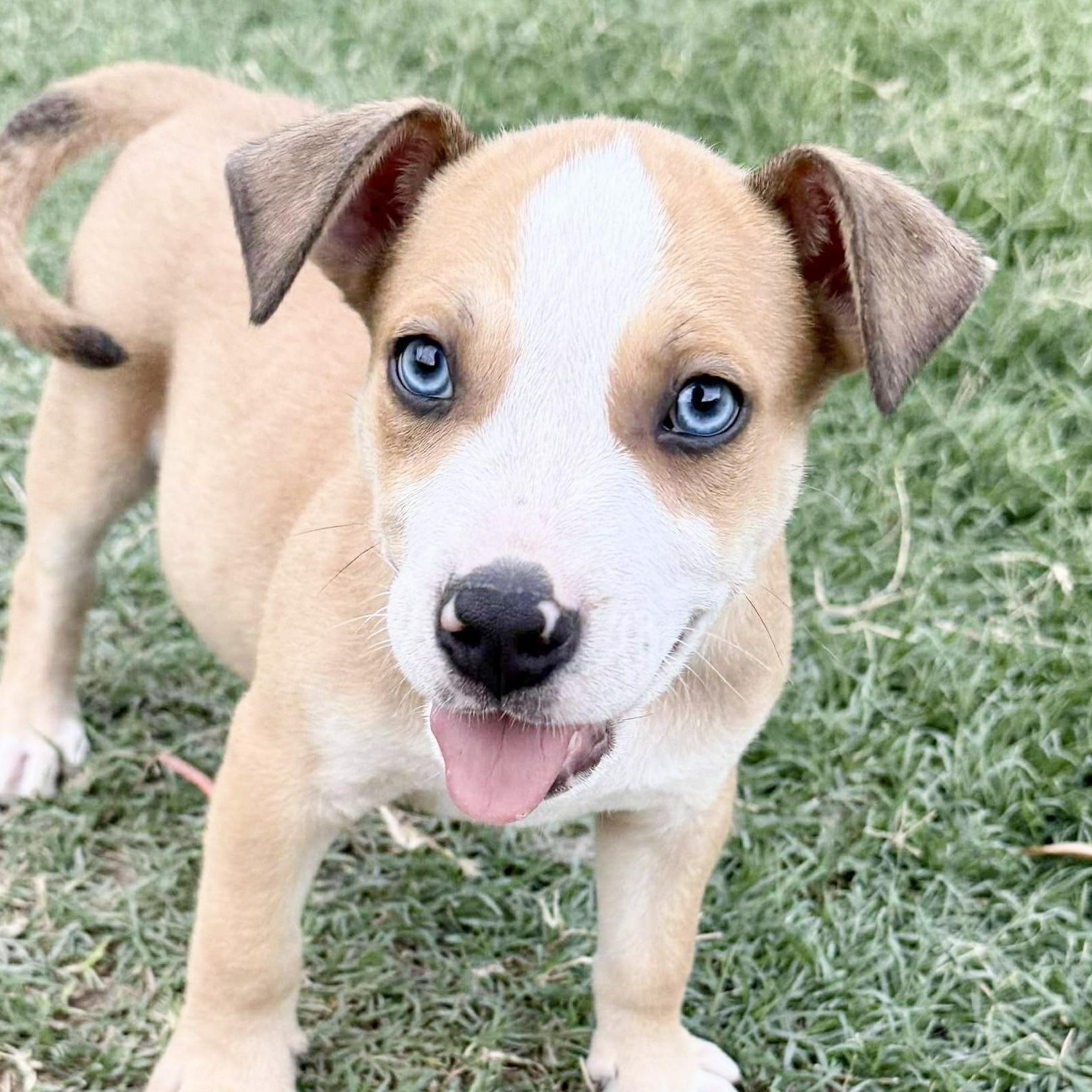 Brock, Baby Male unknown