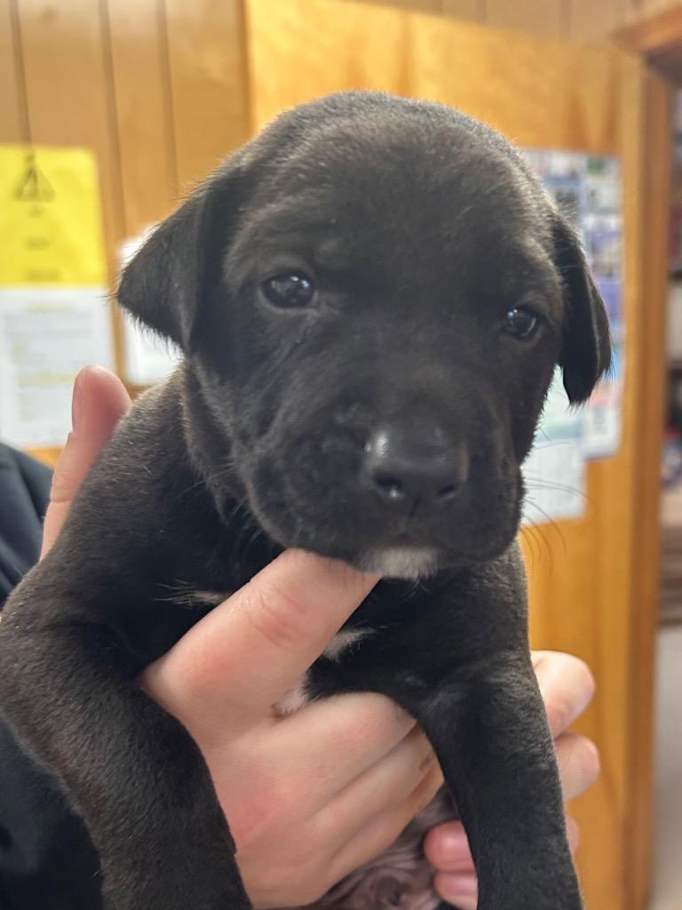 Bo, Adopted, Puppy Male Pit Bull Terrier.