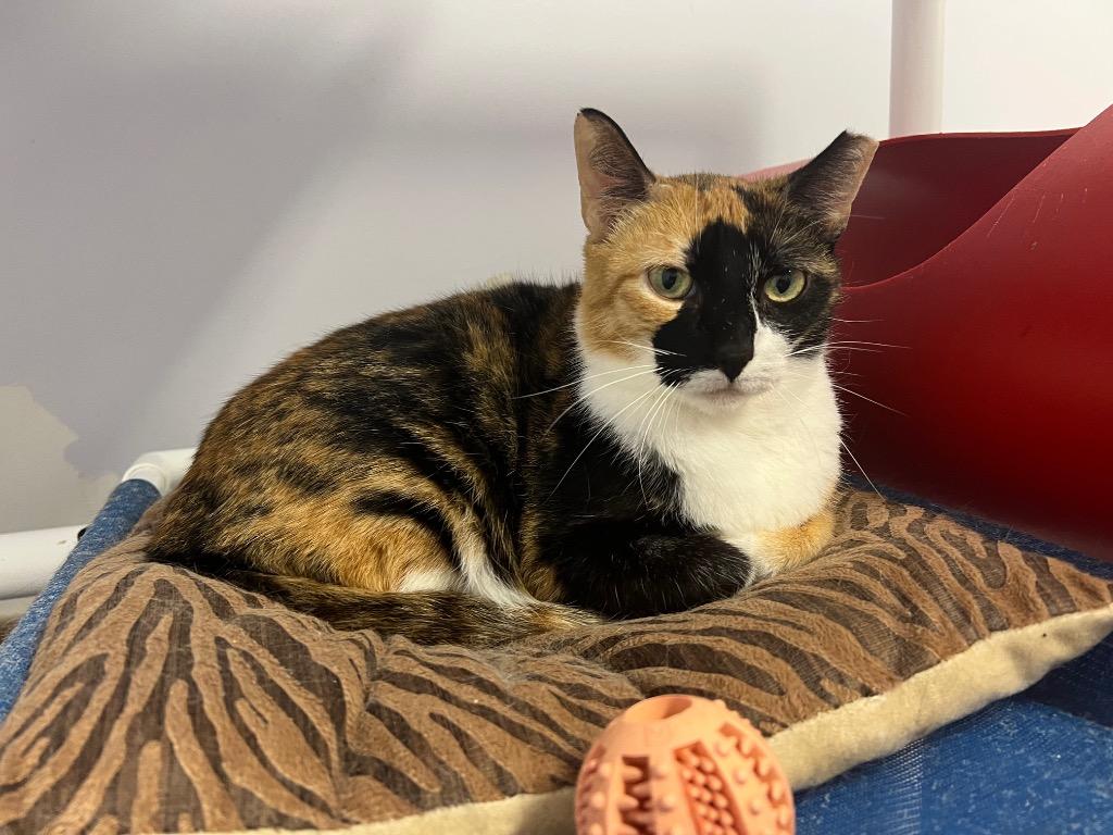 Ms. Patches thumbnail 2