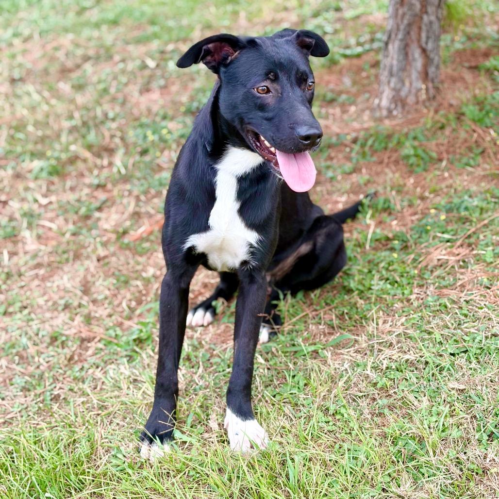 Elwood 25-10-115, Adoptable, Adult Male Labrador Retriever.