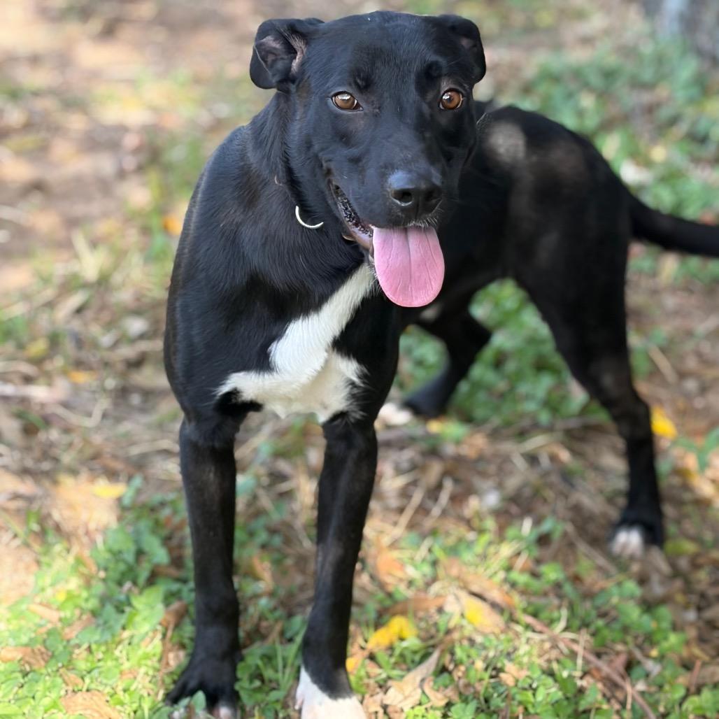 Enlarge Elwood 25-10-115, a Adoptable Labrador Retriever in Bastrop, TX image 2/6