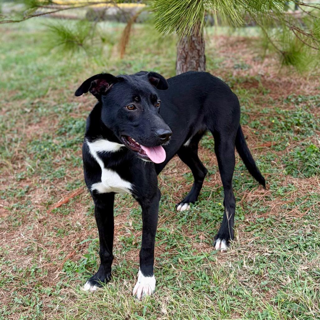 Enlarge Elwood 25-10-115, a Adoptable Labrador Retriever in Bastrop, TX image 5/6