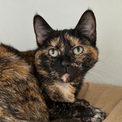 Enlarge Chloe, a Adoptable mixed breed in Gwinn, MI image 1/1