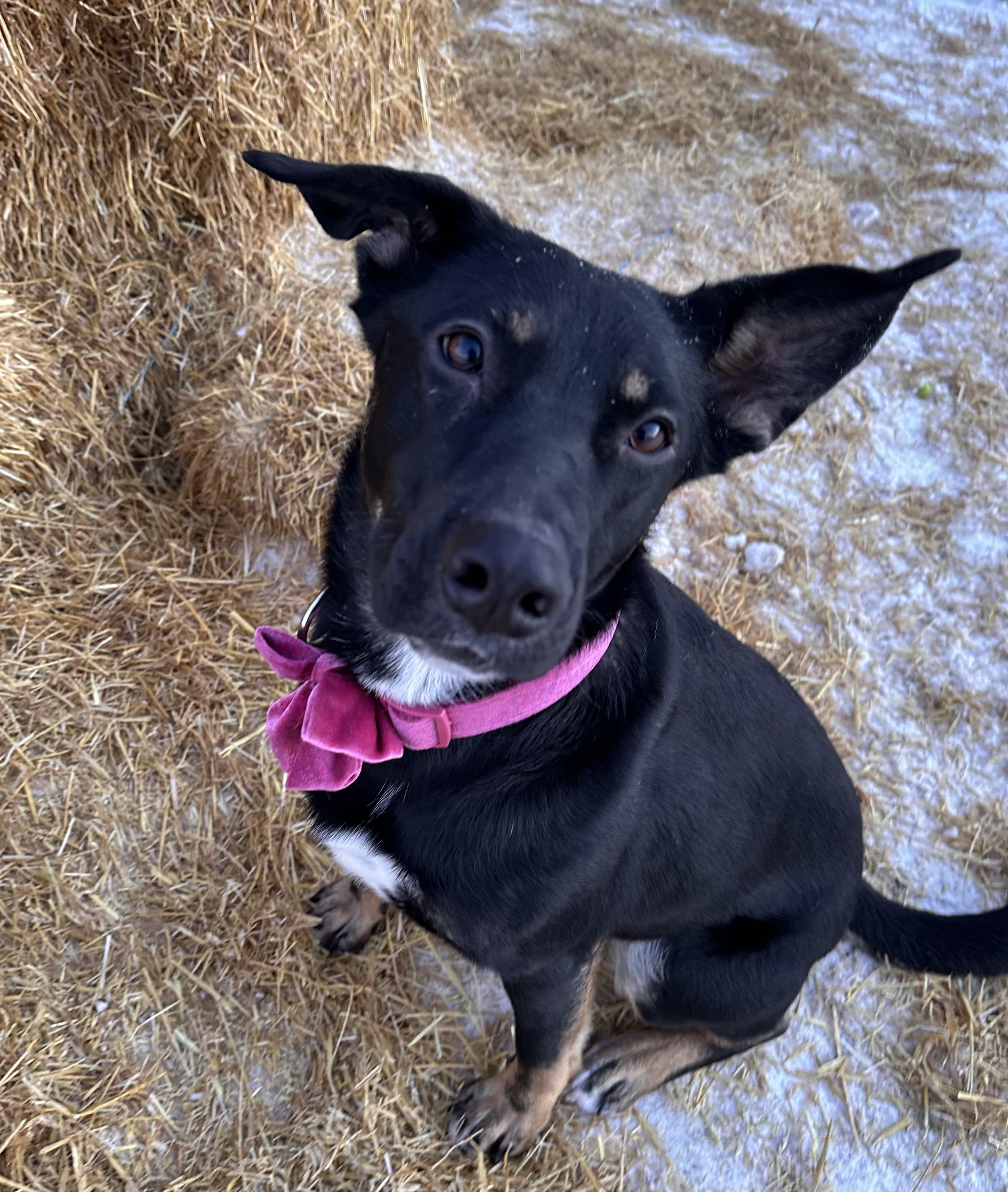 Minnie  , adoptable, Adult Female Doberman Pinscher.