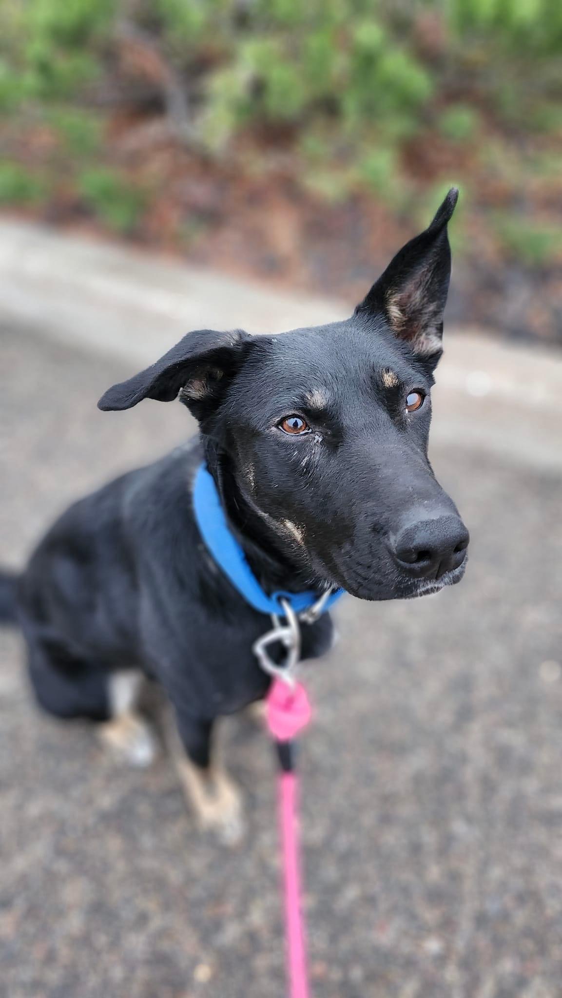 Enlarge Minnie  , an adoptable mixed breed in Meadow Lake, SK image 3/6