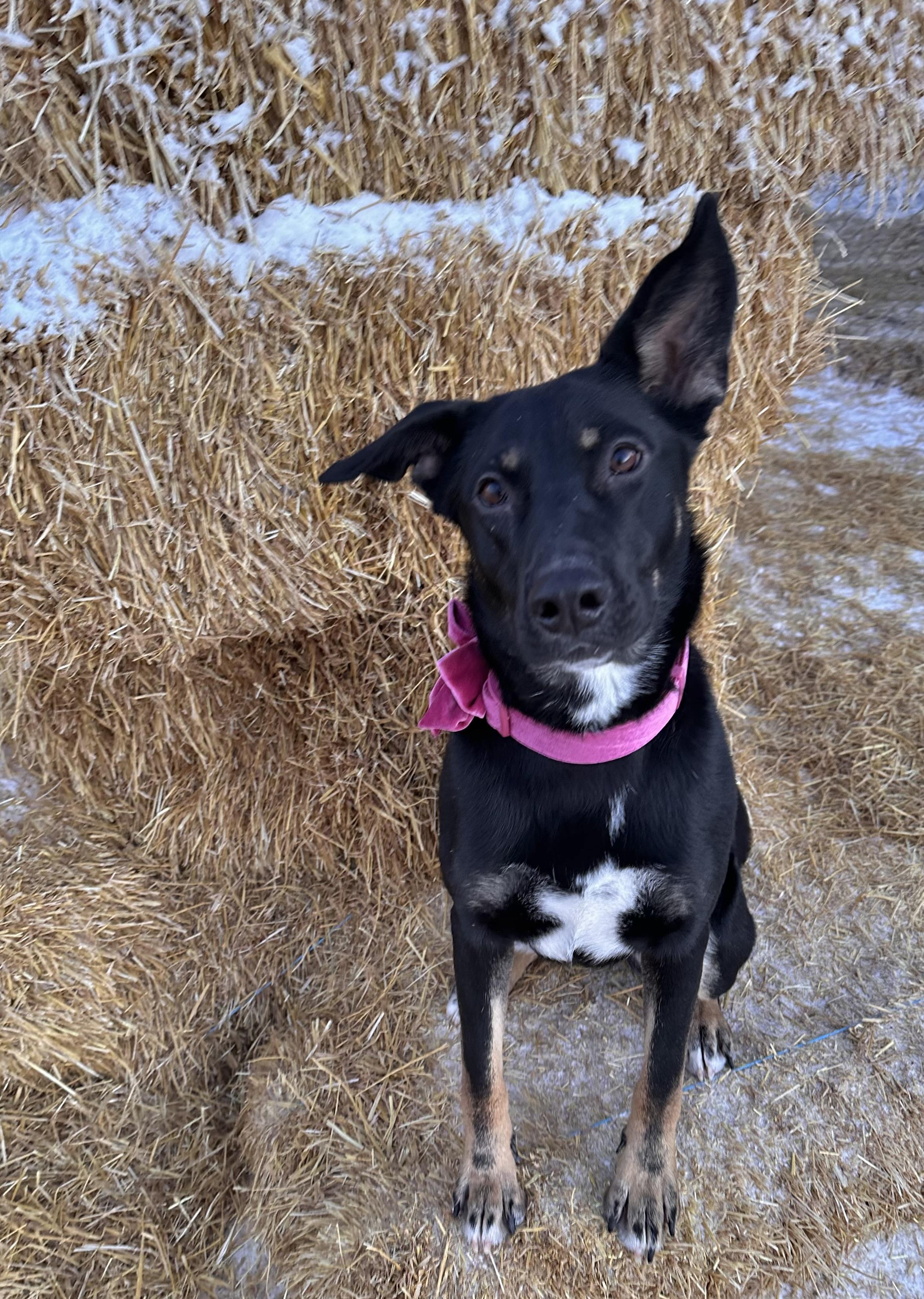 Enlarge Minnie  , an adoptable mixed breed in Meadow Lake, SK image 5/6