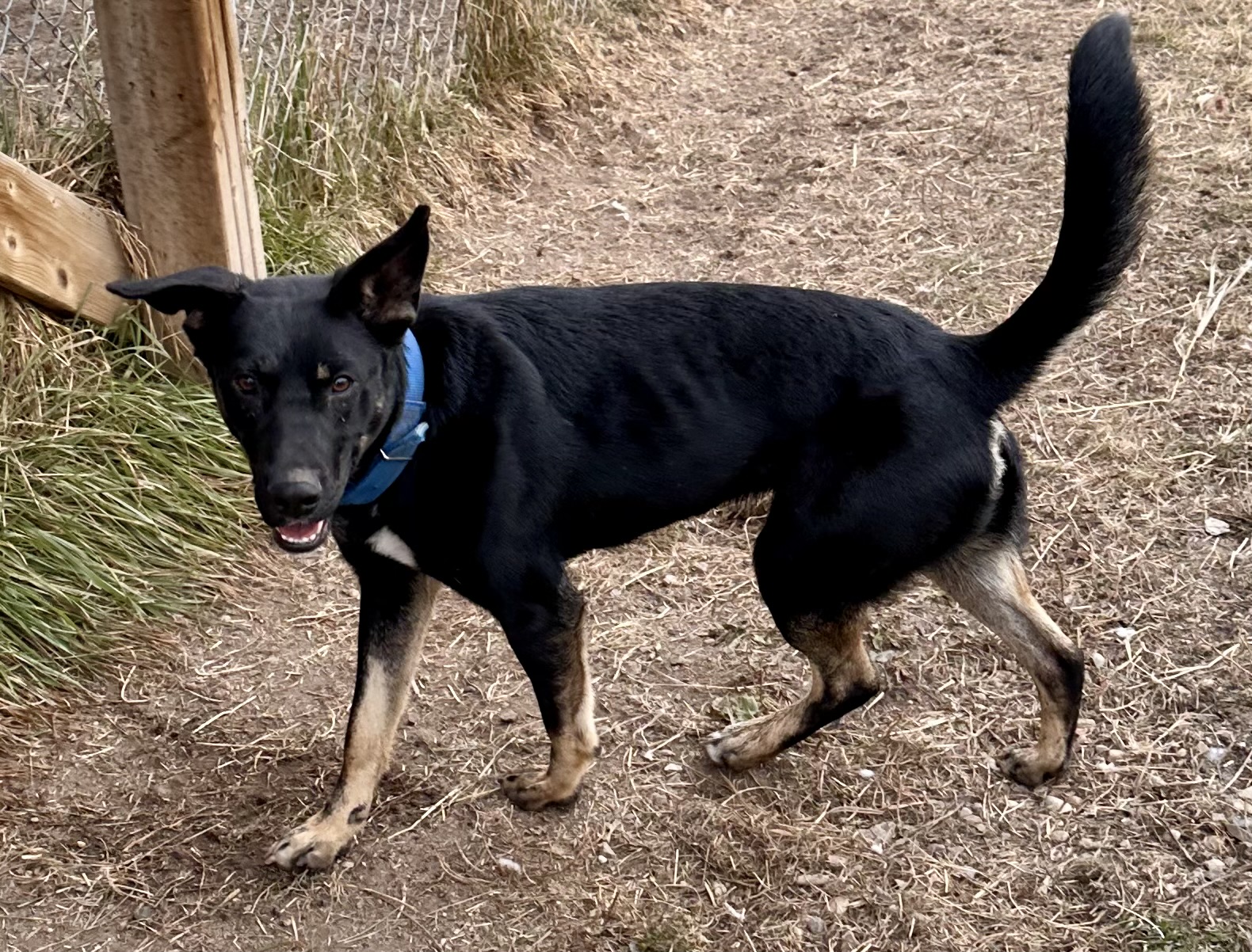 Enlarge Minnie  , an adoptable mixed breed in Meadow Lake, SK image 4/6