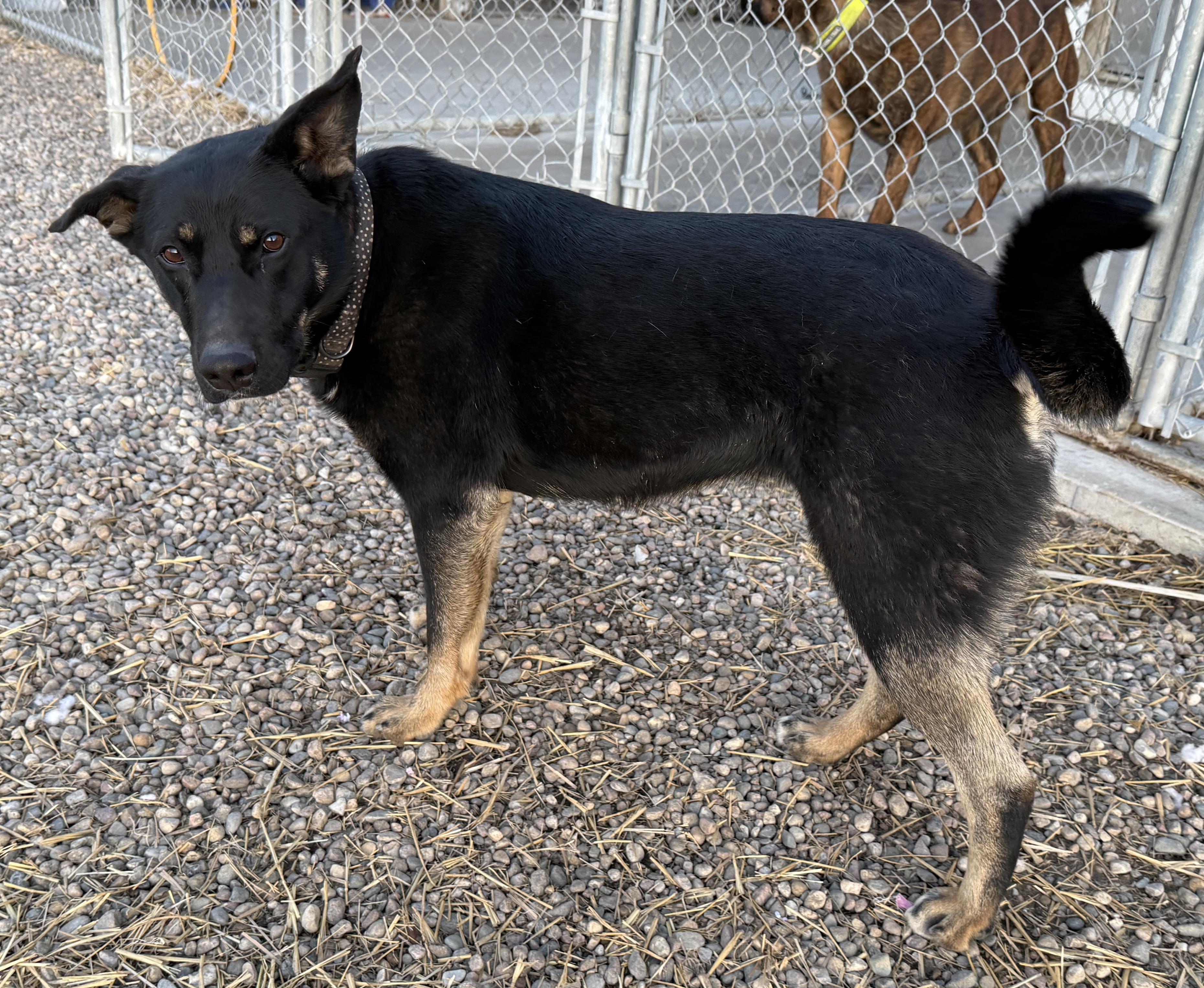 Enlarge Minnie  , an adoptable mixed breed in Meadow Lake, SK image 6/6