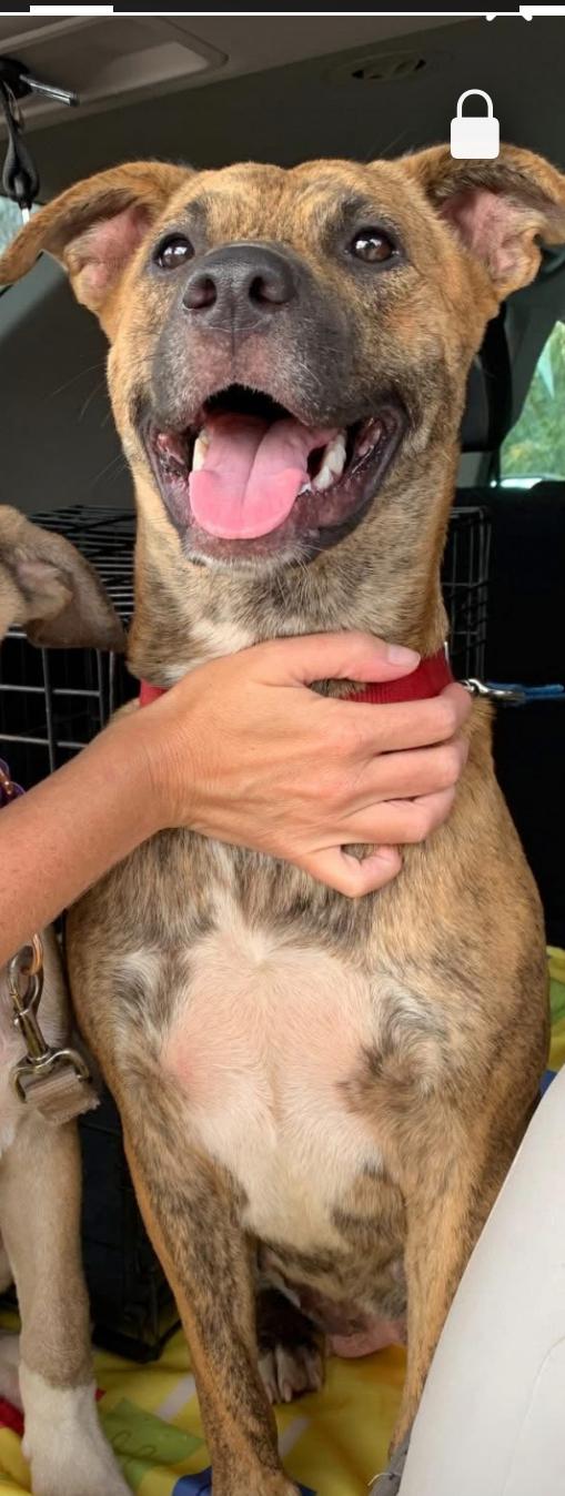 Starlight, a Adoptable mixed breed in Choctaw, OK image 2/4