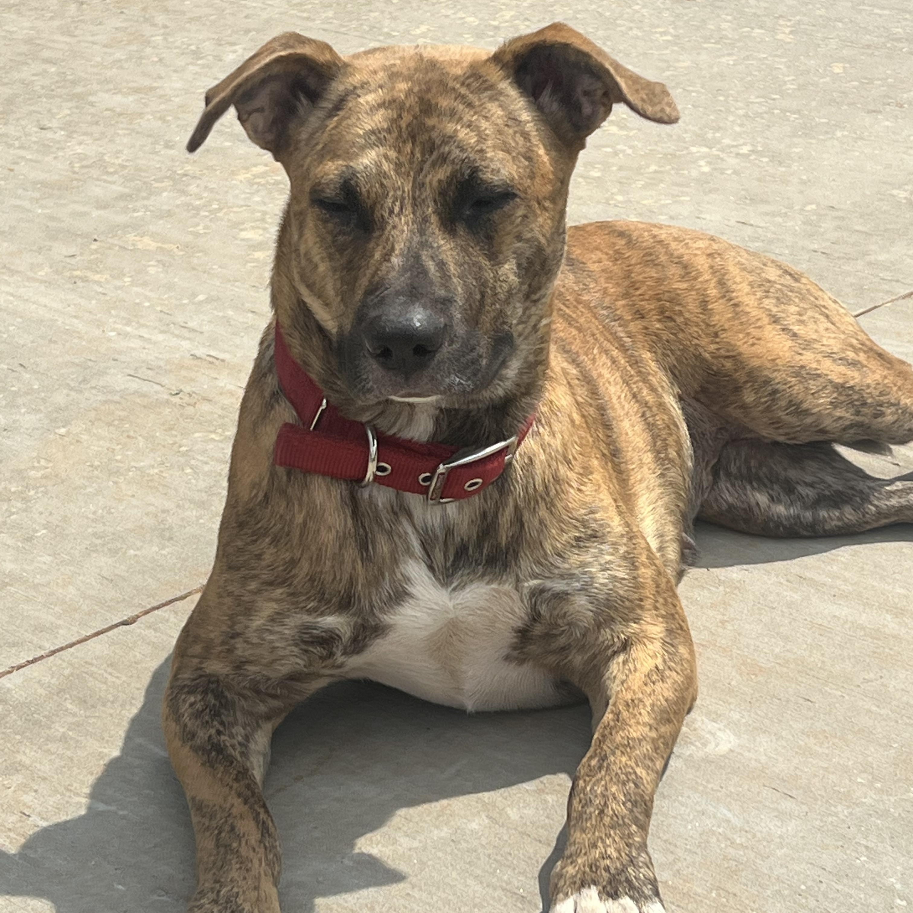 Starlight, a Adoptable mixed breed in Choctaw, OK image 4/4