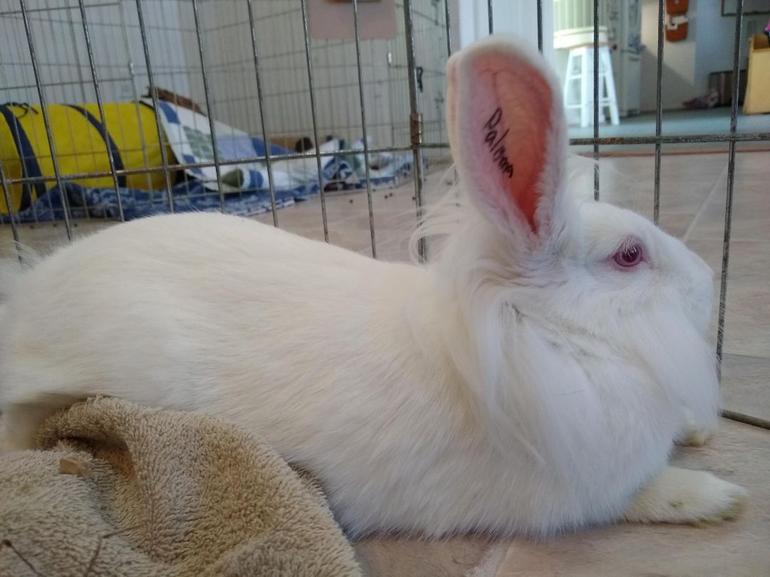 Enlarge Paloma (Bonded with Suzie), a Adoptable mixed breed in Washington, DC image 8/9