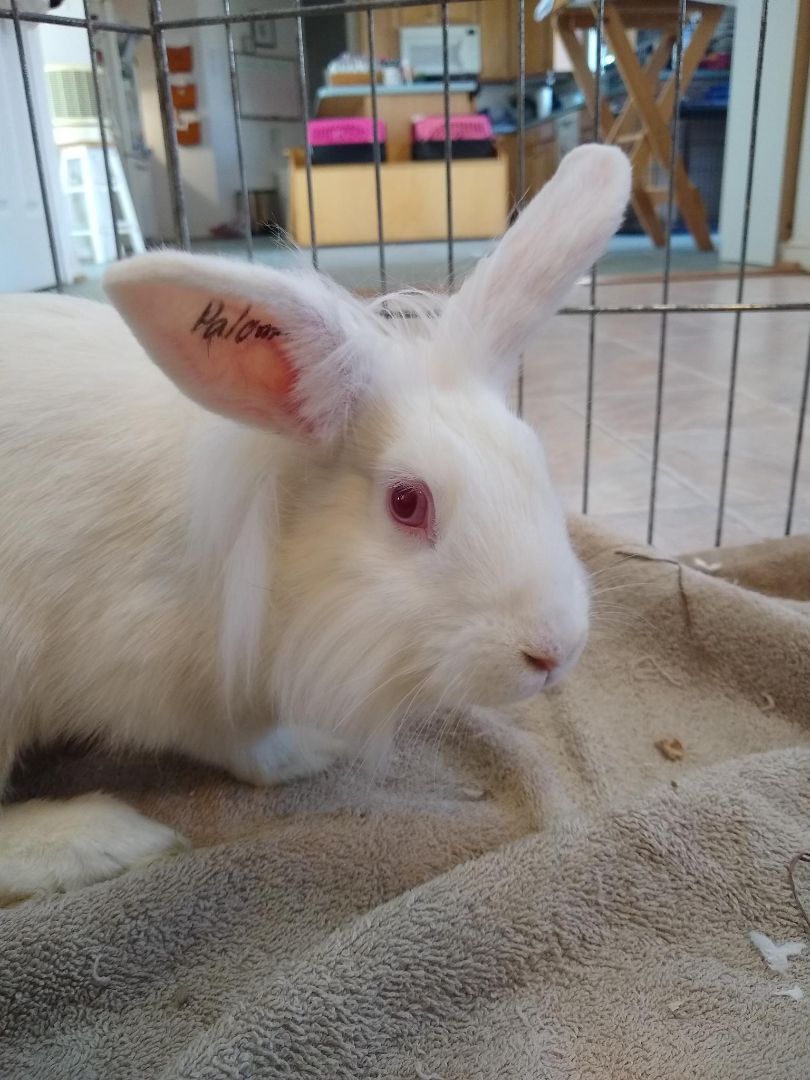 Paloma (Bonded with Suzie), a Adoptable mixed breed in Washington, DC image 1/9