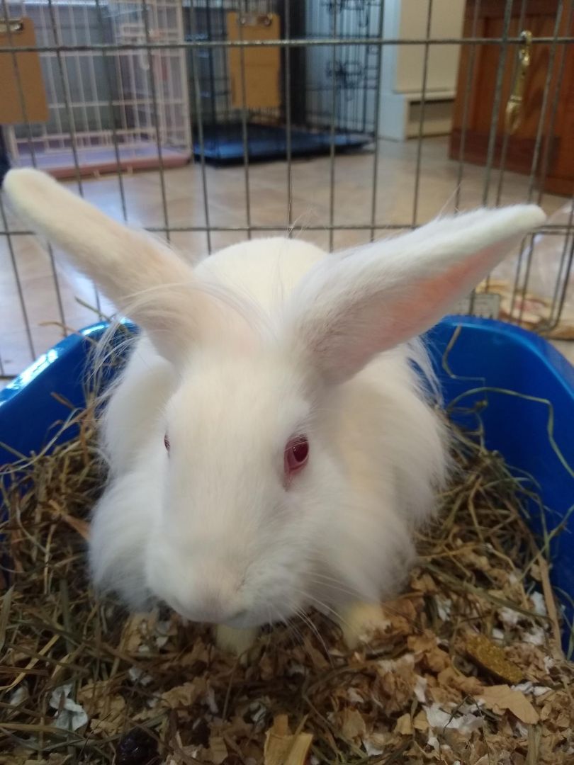 Enlarge Paloma (Bonded with Suzie), a Adoptable mixed breed in Washington, DC image 7/9