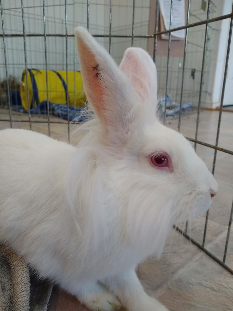 Paloma (Bonded with Suzie), a Adoptable mixed breed in Washington, DC image 6/9