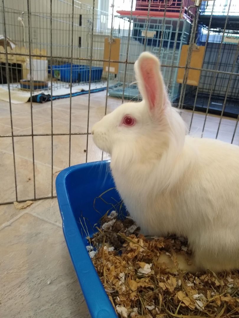 Enlarge Paloma (Bonded with Suzie), a Adoptable mixed breed in Washington, DC image 9/9