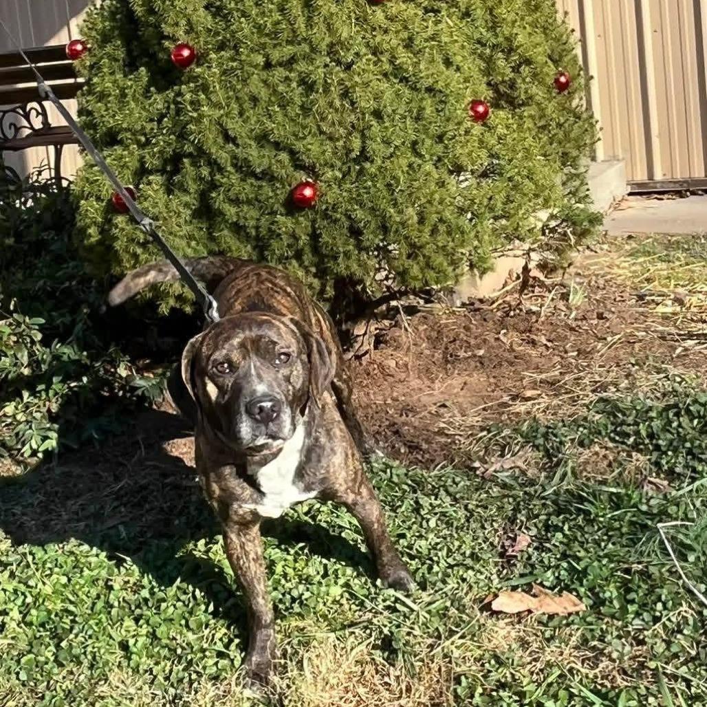 Bandito, Adoptable, Adult Male Hound.