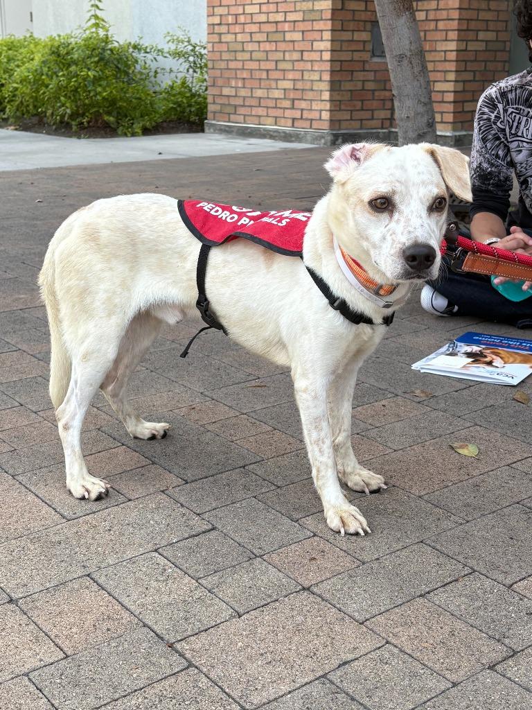 Enlarge Jerry Downey, a Adopted mixed breed in San Pedro, CA image 1/1
