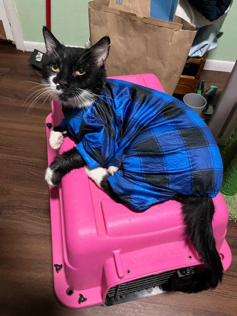 Enlarge Jumba, a Adoptable mixed breed in Las Cruces, NM image 9/12