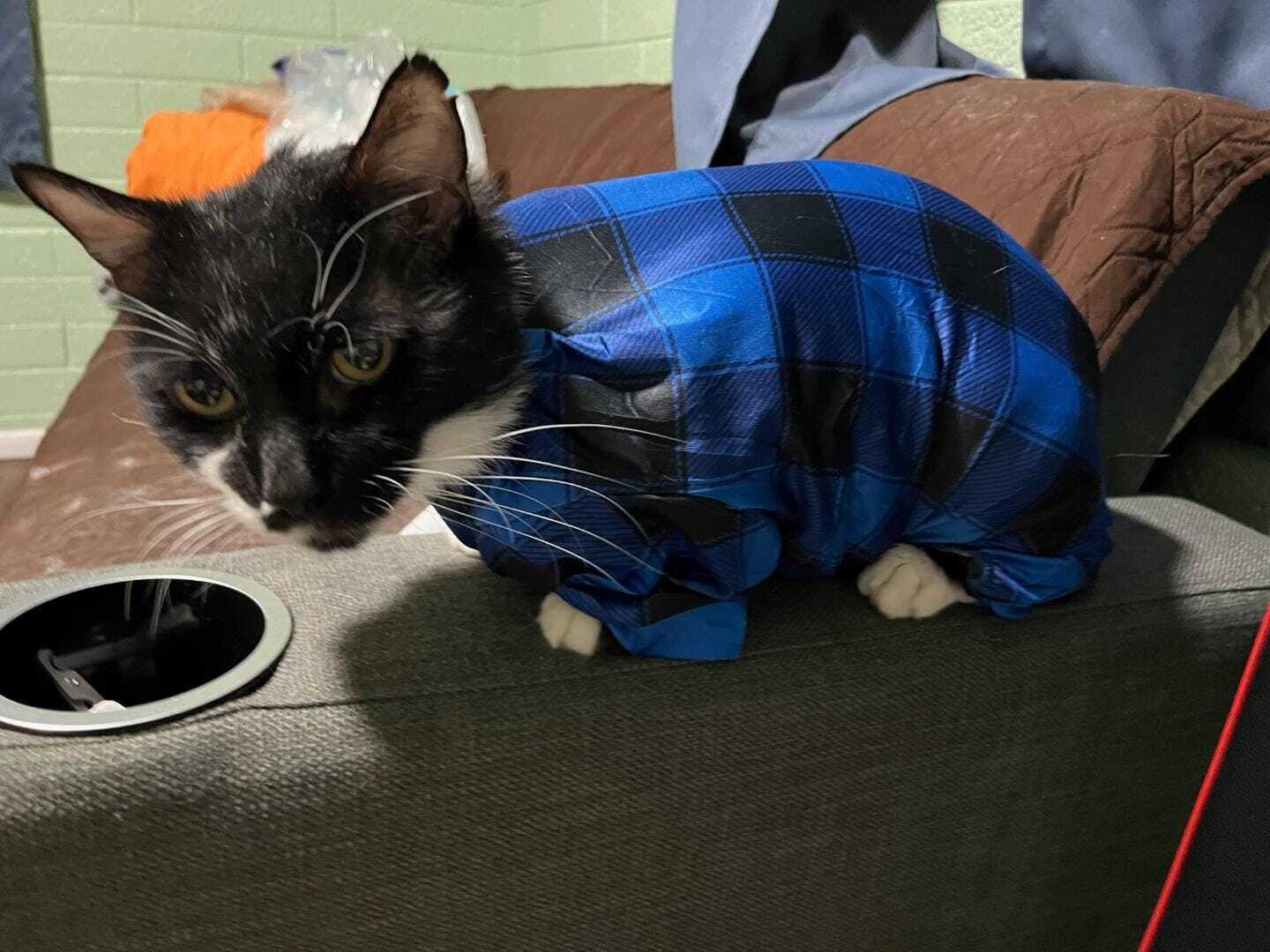 Enlarge Jumba, a Adoptable mixed breed in Las Cruces, NM image 10/12