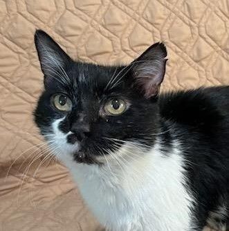 Jumba, a Adoptable mixed breed in Las Cruces, NM image 1/12