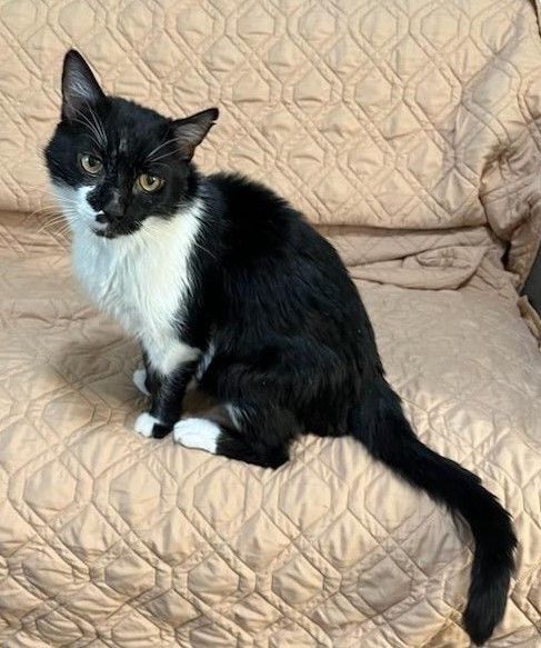 Enlarge Jumba, a Adoptable mixed breed in Las Cruces, NM image 11/12