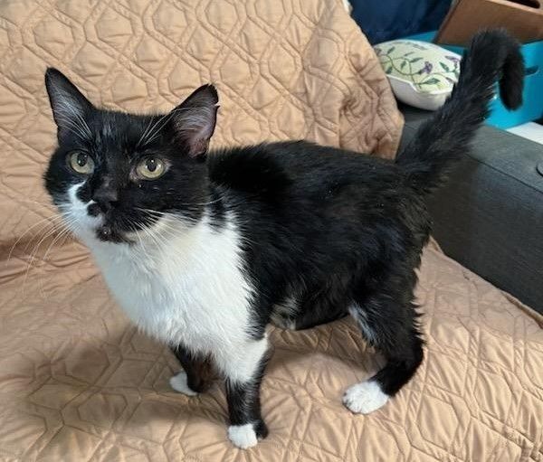 Enlarge Jumba, a Adoptable mixed breed in Las Cruces, NM image 12/12