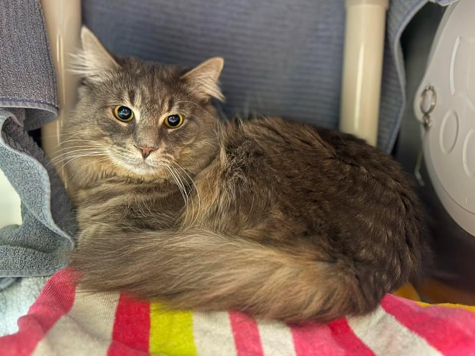 Enlarge Gizmo, a ADOPTABLE mixed breed in Keswick, ON image 1/1