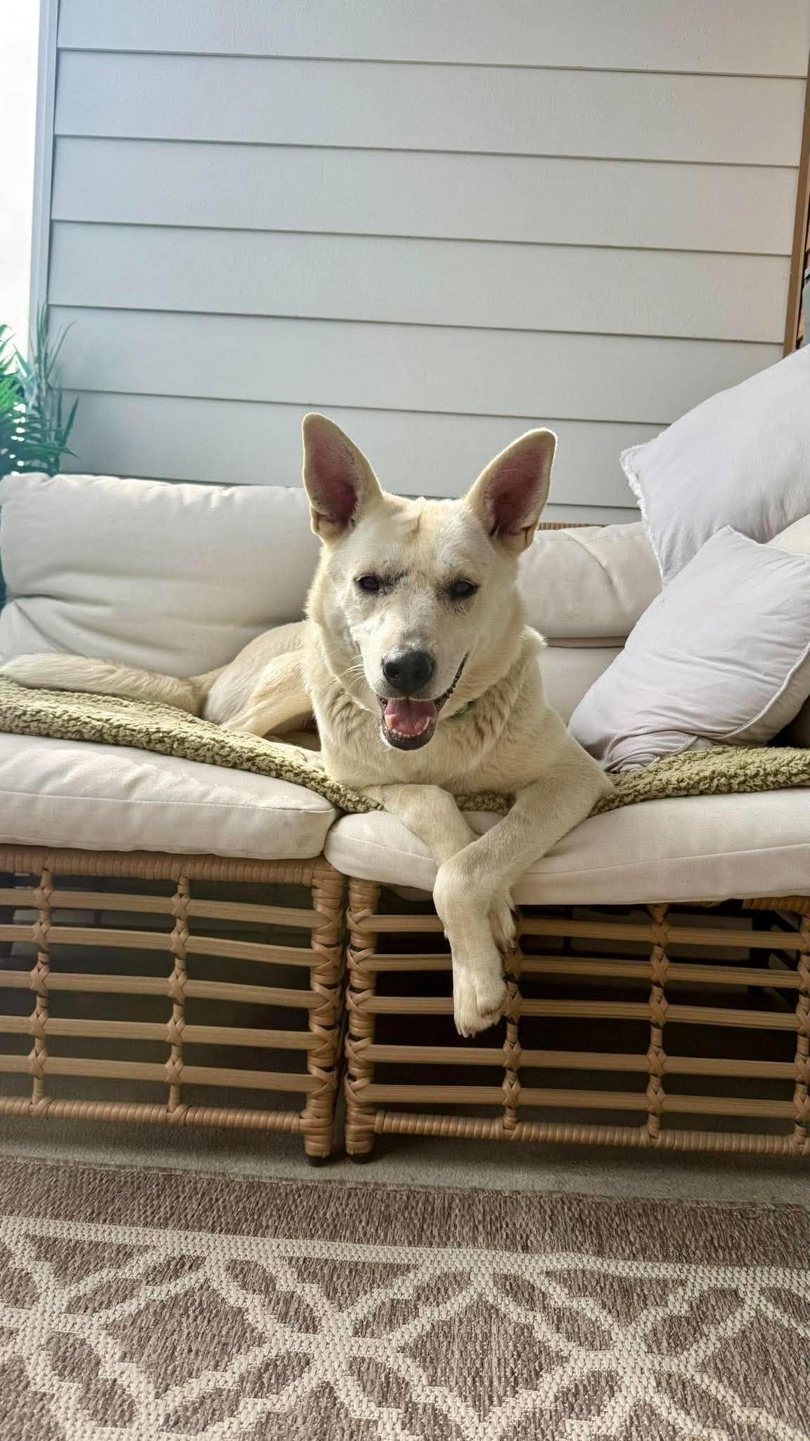 Kira, Adoptable, Young Female Husky.