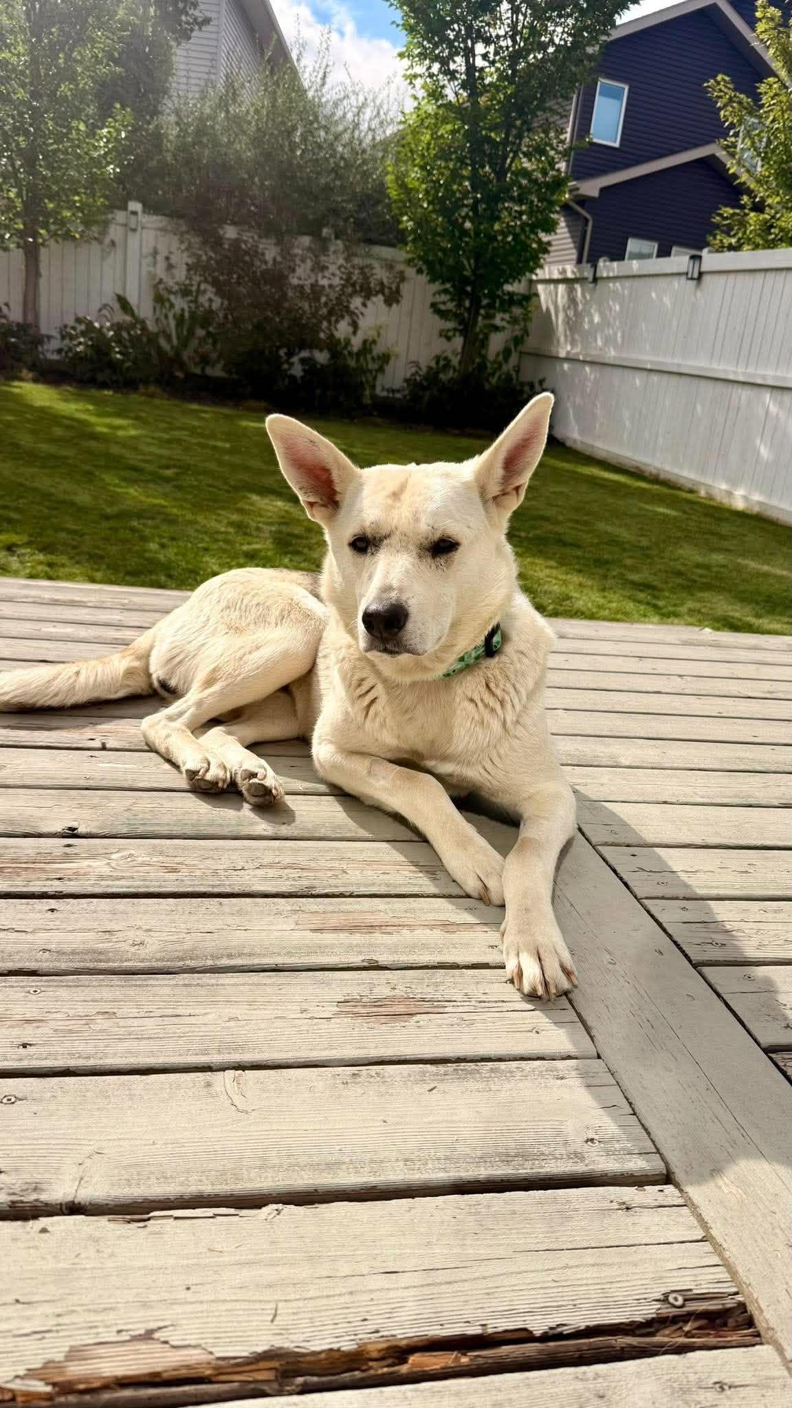 Enlarge Kira, a Adoptable mixed breed in Edmonton, AB image 3/6