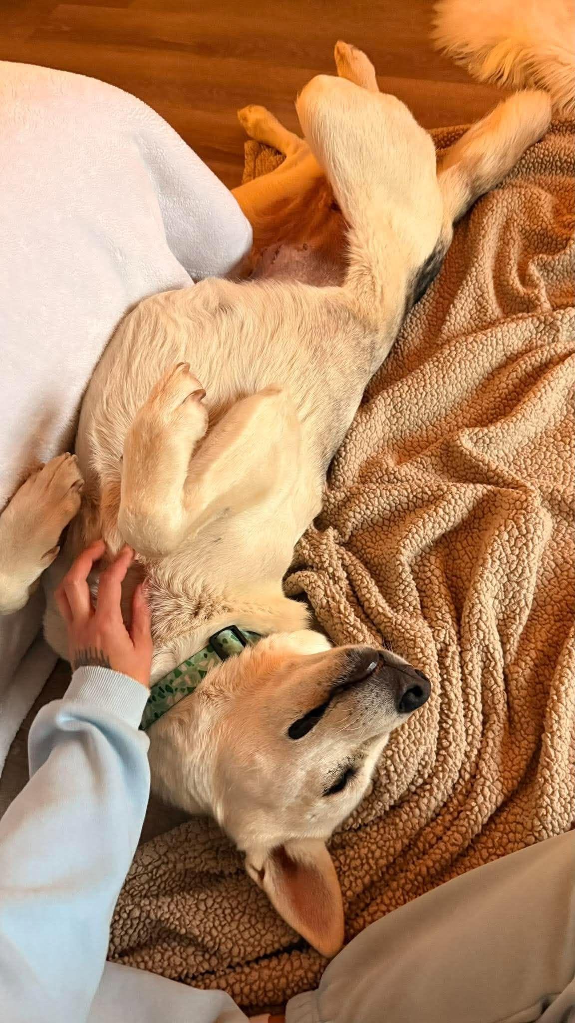 Enlarge Kira, a Adoptable mixed breed in Edmonton, AB image 2/6