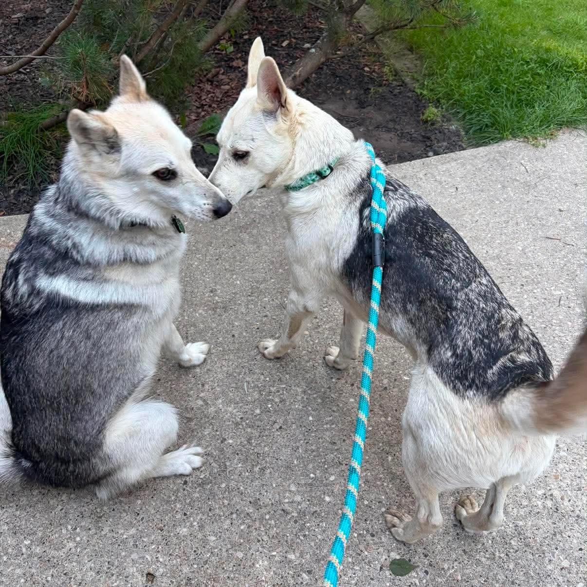 Enlarge Kira, a Adoptable mixed breed in Edmonton, AB image 5/6