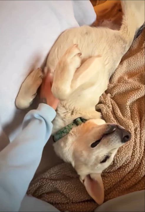 Enlarge Kira, a Adoptable mixed breed in Edmonton, AB video 6/6