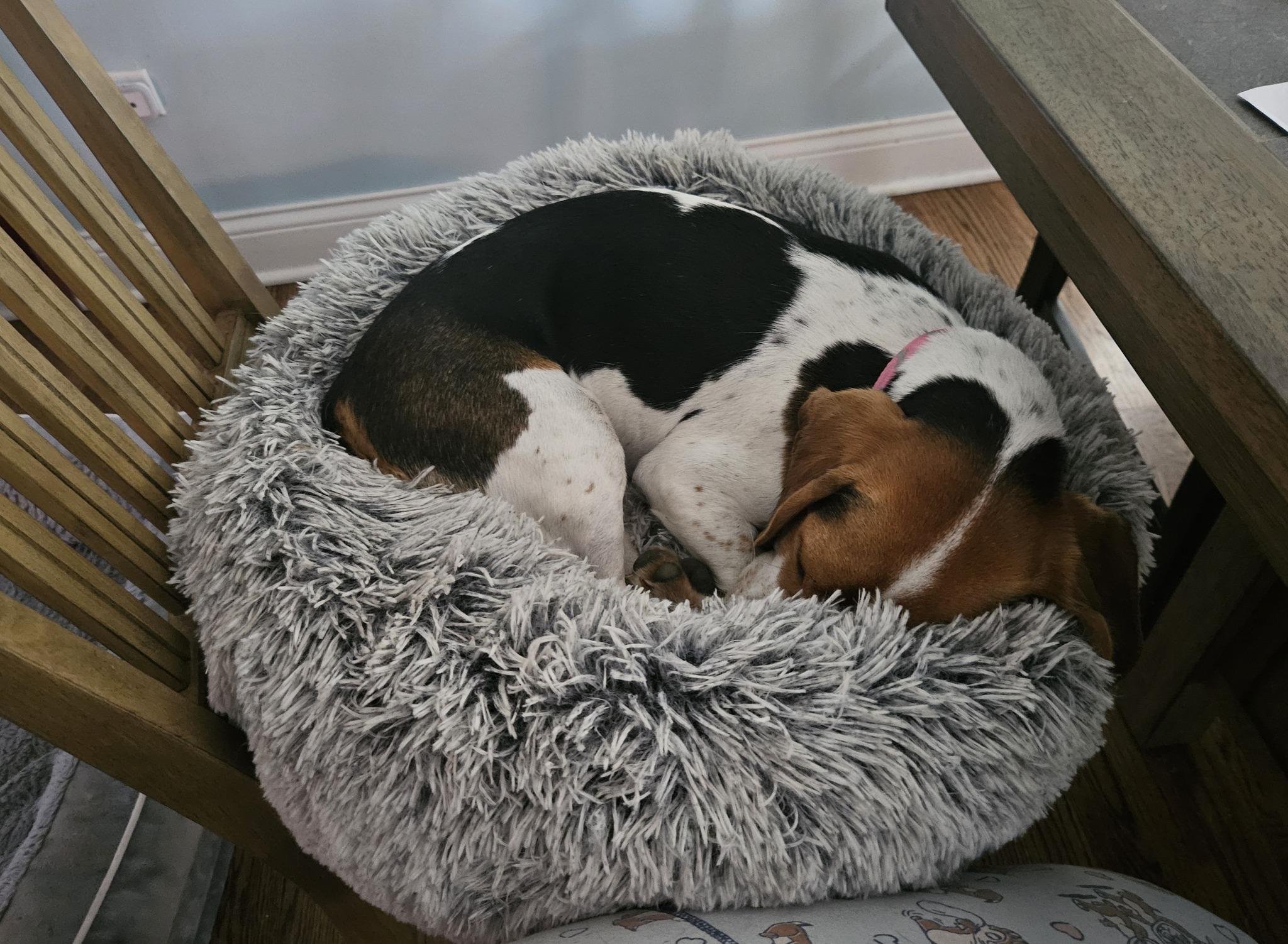 Piper, a Adopted Beagle in New Lennox, IL image 5/6