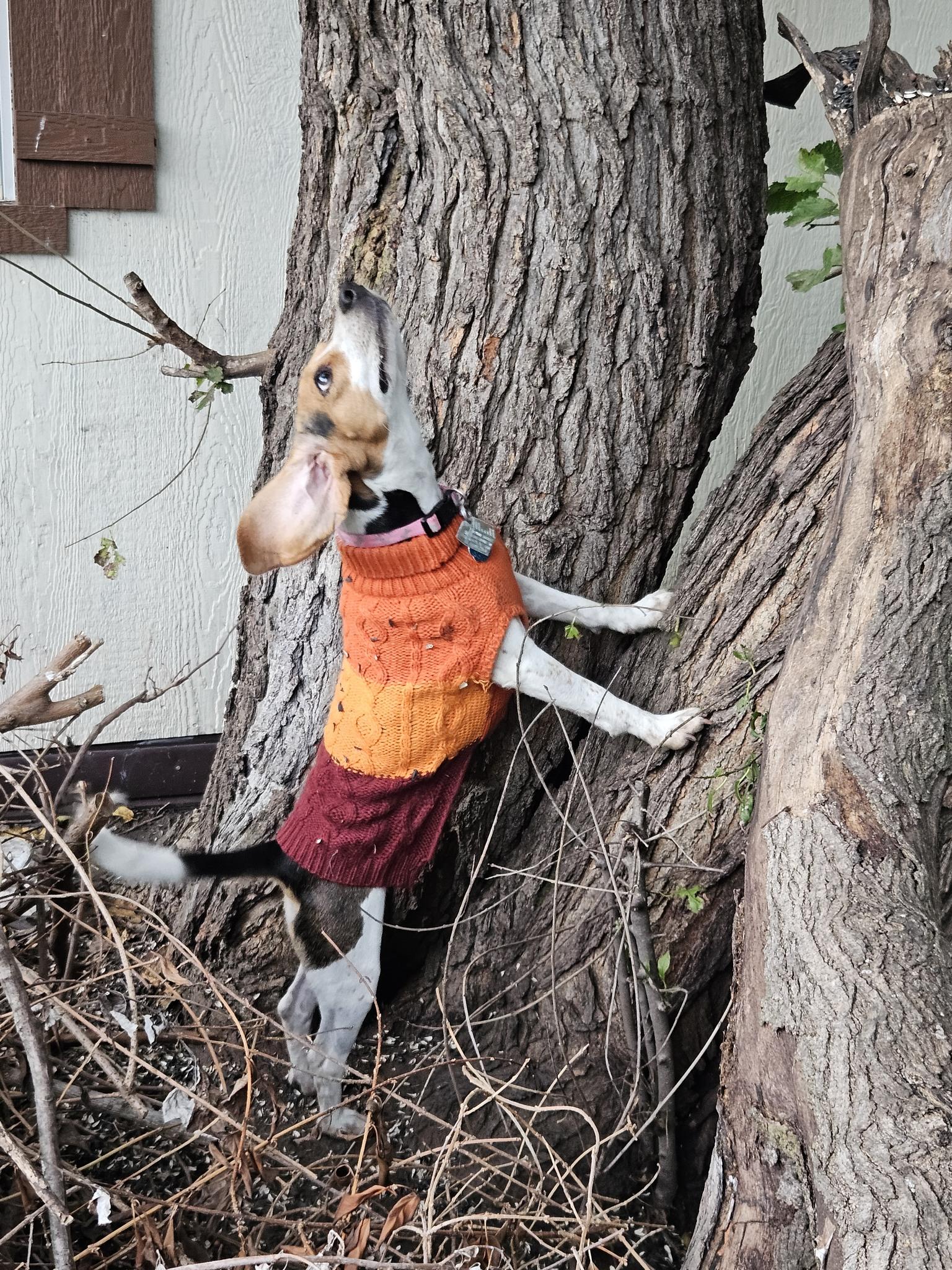 Piper, a Adopted Beagle in New Lennox, IL image 2/6