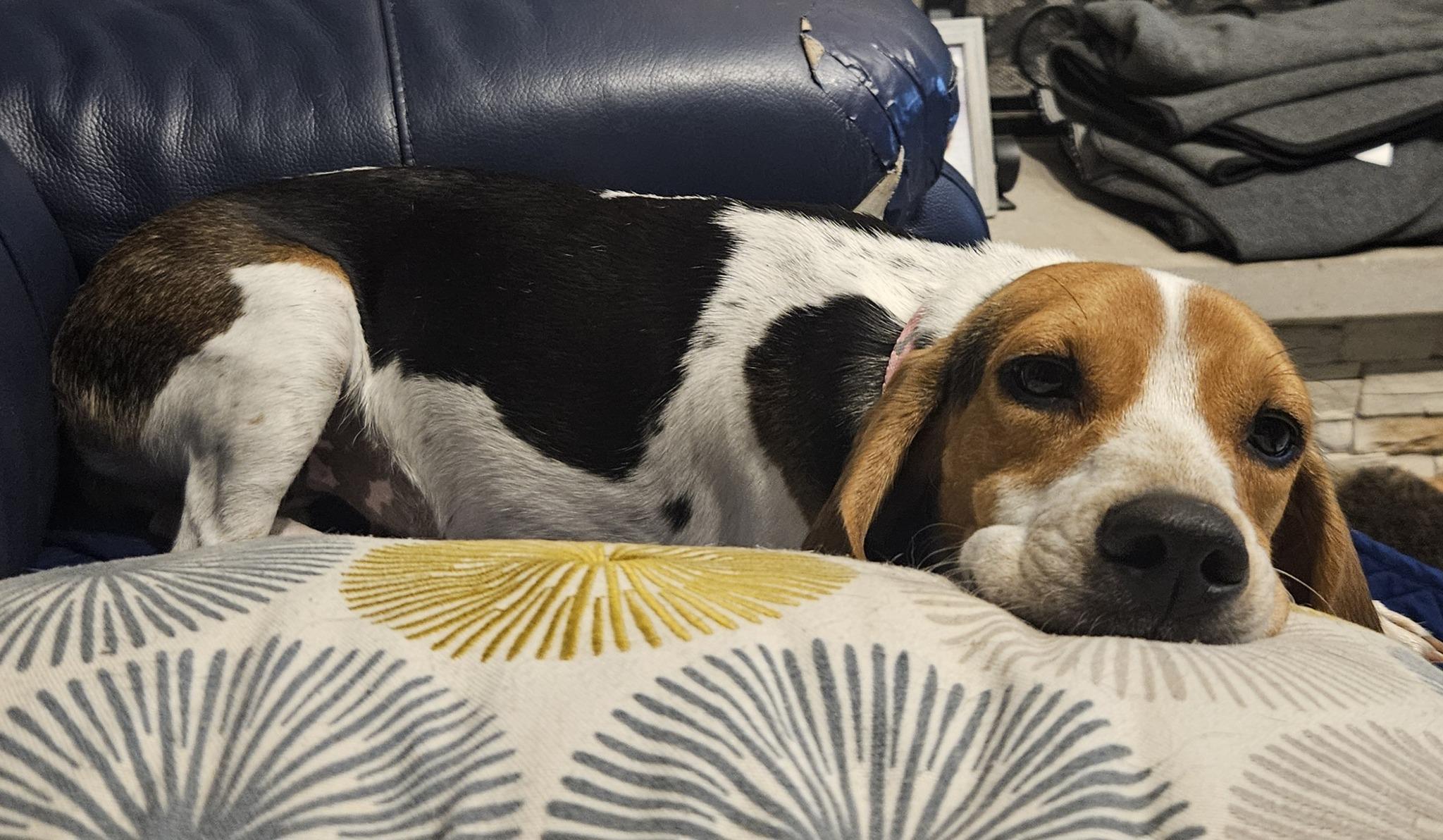 Piper, a Adopted Beagle in New Lennox, IL image 6/6