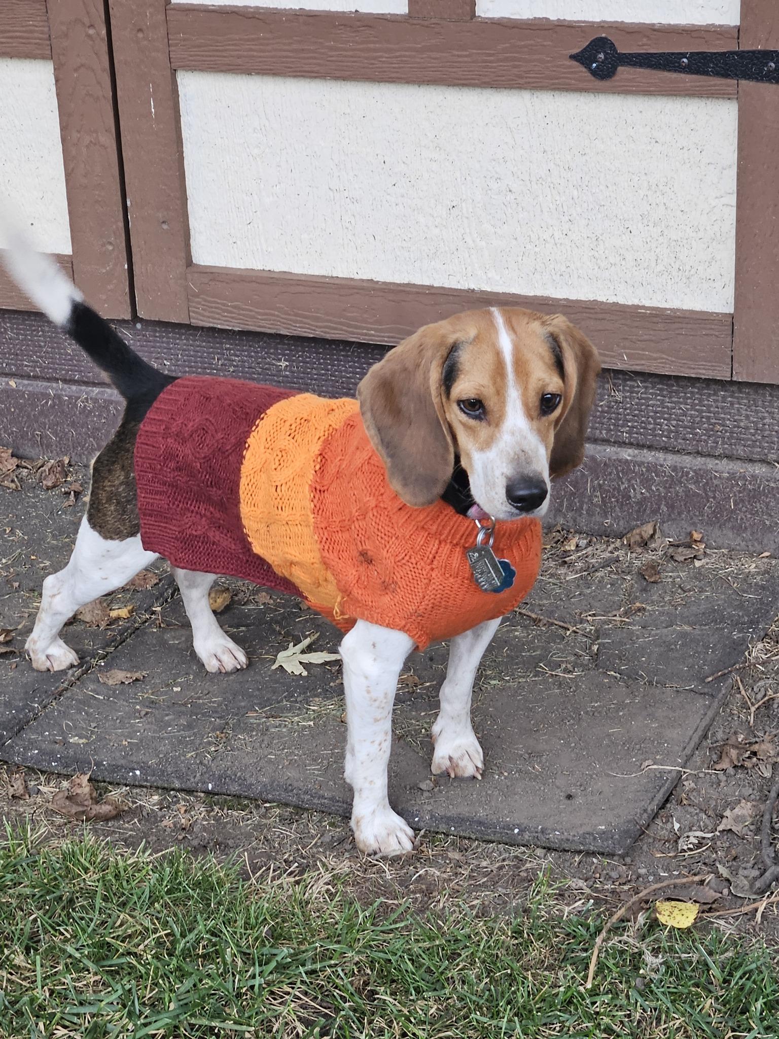 Piper, a Adopted Beagle in New Lennox, IL image 1/6
