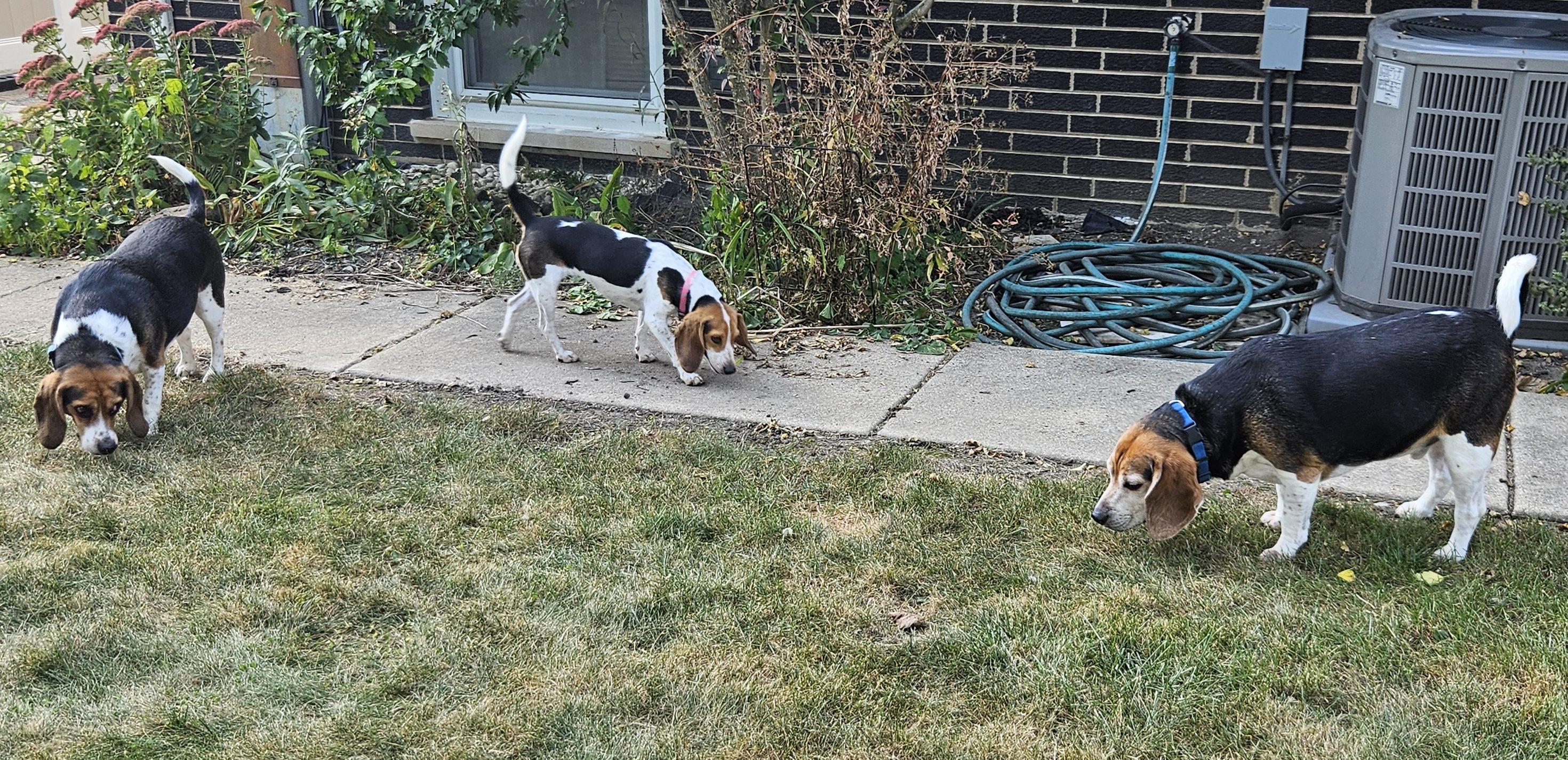 Piper, a Adopted Beagle in New Lennox, IL image 4/6