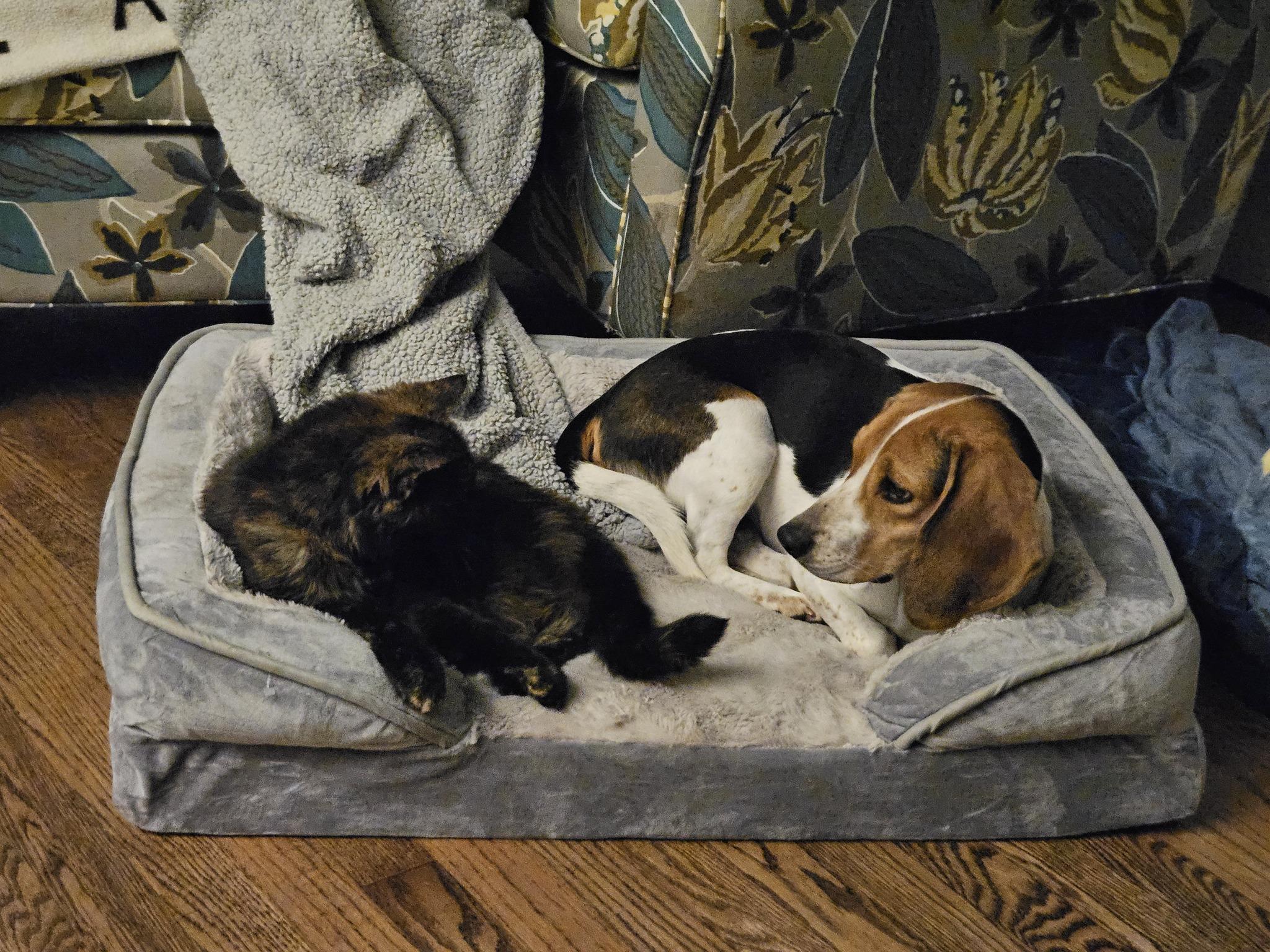 Piper, a Adopted Beagle in New Lennox, IL image 3/6