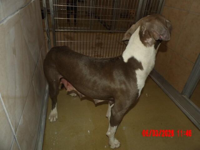 Lillyanne, Adoptable, Adult Female Mixed Breed.