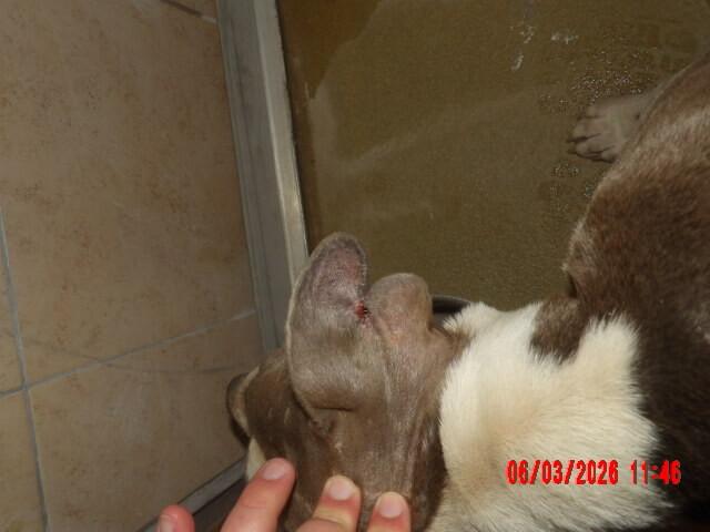 Enlarge Lillyanne, a Adoptable Mixed Breed in Hobbs, NM image 2/6