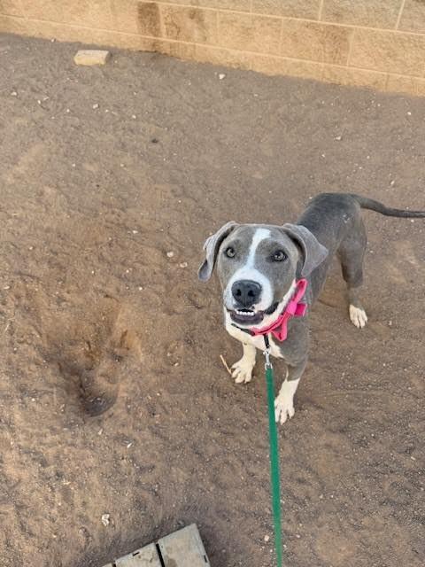 Enlarge Lillyanne, a Adoptable Mixed Breed in Hobbs, NM image 3/6